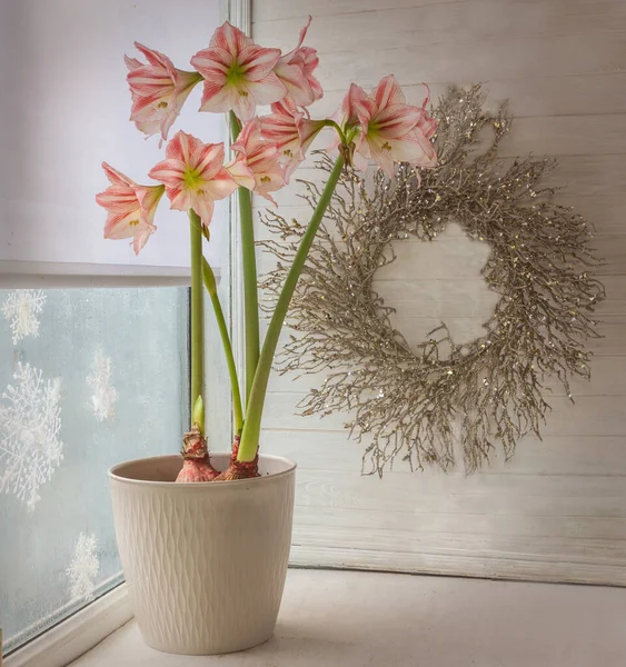 Blume Hippeastrum Amaryllis Diamond Group Fairytale Vor Dem Hintergrund Eines — Stockfoto