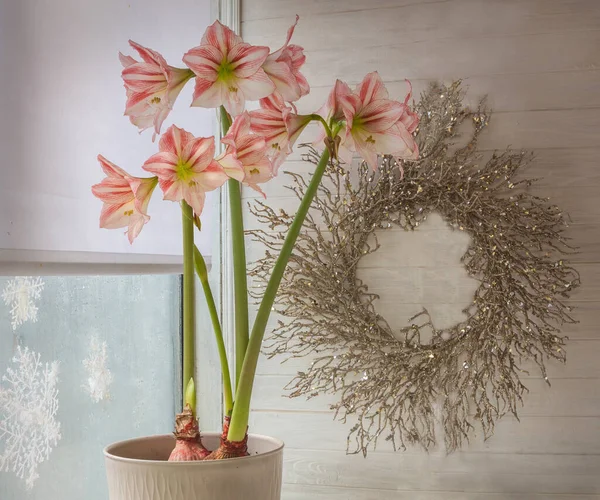 Flor Hippeastrum Amaryllis Diamond Group Conto Fadas Fundo Uma Grinalda — Fotografia de Stock