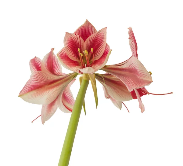 Λουλούδι Κόκκινο Και Λευκό Amaryllis Hippeastrum Galaxy Group Gervase Λευκό — Φωτογραφία Αρχείου