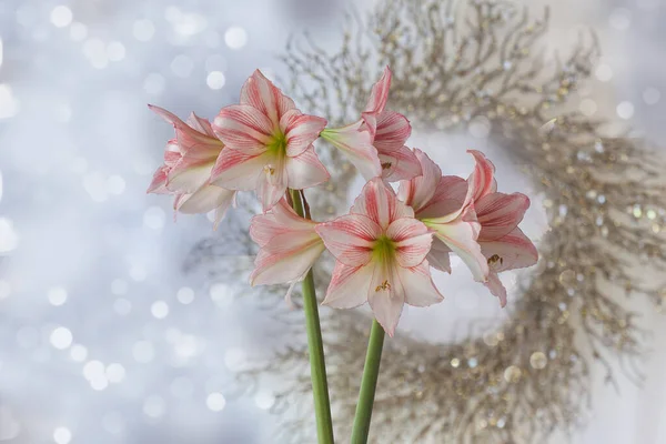 Flower Hippeastrum Amaryllis Diamond Group Fairytale Background Christmas Wreath — Stock Photo, Image