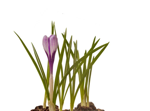 White Crocus Flower Purple Stripes White Background Isolated — Stock Photo, Image