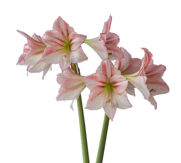 Blume Hippeastrum Amaryllis Diamond Group Fairytale Auf Weißem Hintergrund Isoliert — Stockfoto