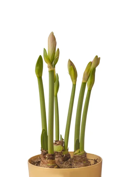Primer Plano Brote Emergente Hippeastrum Amaryllis Gran Floración Exposición Maceta — Foto de Stock