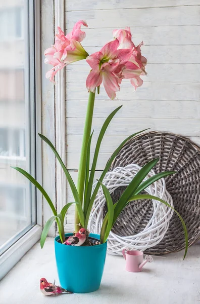 Flor Hippeastrum Amaryllis Sinfonía Doble Rozetta Ventana Junto Decoración Del — Foto de Stock