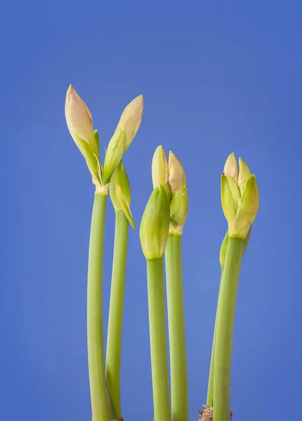 Close Emerging Bud Hippeastrum Amaryllis Large Flowering Exposure Blue Background — Stock Photo, Image