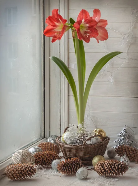 Ventana Invierno Con Floreciente Hippeastrum Rojo Amomrillis Decorado Con Decoraciones —  Fotos de Stock