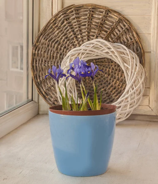 Floração Iridodictyum Pote Azul Peitoril Janela Início Primavera — Fotografia de Stock