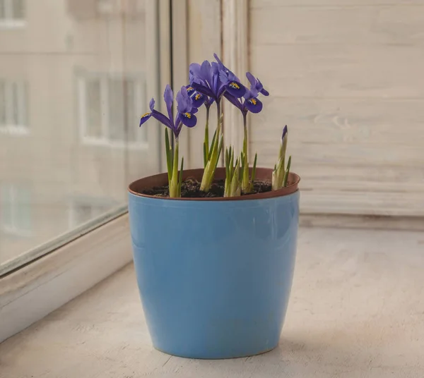 Blossoming Iridodictyum Blue Pot Windowsill Early Spring — Stock Photo, Image