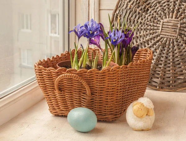 Påskmotiv Med Blommande Iris Iridodictyum Och Krokusar Korg Med Påskägg — Stockfoto