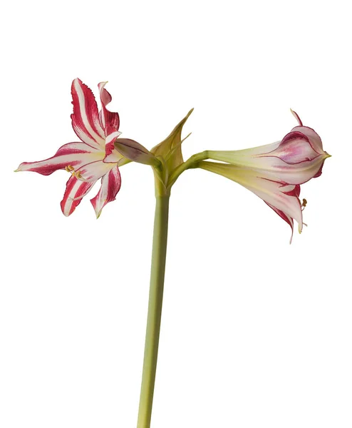 Flower Striped Hippeastrum Amarillis White Red Violet Trumpet Group Santiago — Stock Photo, Image