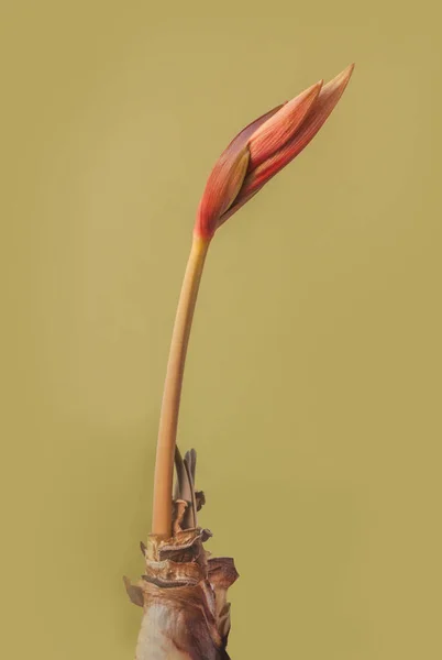 Fioritura Hippeastrum Amaryllis Gruppo Farfalle Sweet Lilian Sfondo Oro — Foto Stock