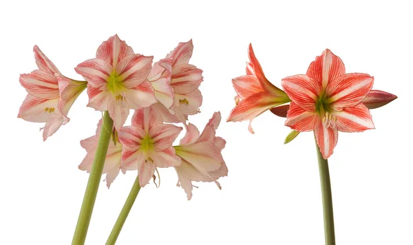 Flower Hippeastrum Amaryllis Diamond Group Fairytale White Background Isolated — Stock Photo, Image