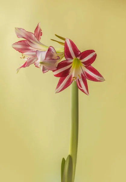 Fiore Strisce Hippeastrum Amarillis Bianco Rosso Viola Gruppo Tromba Santiago — Foto Stock