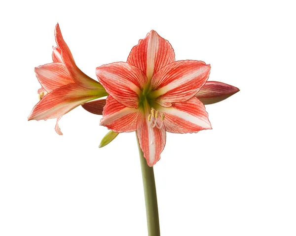 Blooming Hippeastrum Amaryllis Diamond Group Fairytale White Background Isolated — Stock Photo, Image