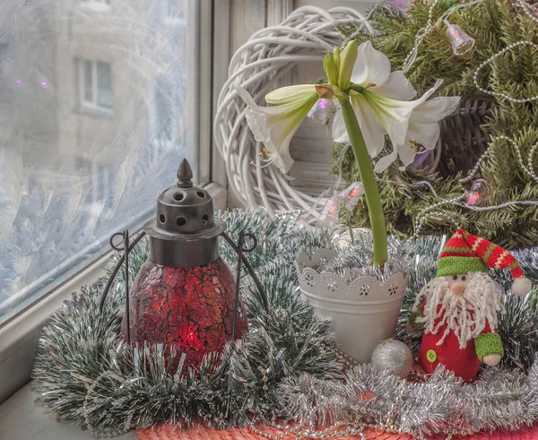 Fenêtre Noël Avec Mini Hippeastrum Fleurs Amaryllis Une Lanterne Production — Photo