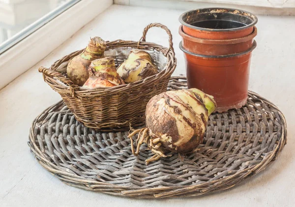 Zwiebelknollen Hippeastrum Amaryllis Mit Wurzeln Auf Einem Korb Vor Der — Stockfoto