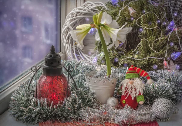 Julfönster Med Blommande Mini Hippeastrum Amaryllis Och Lykta Massproduktion — Stockfoto