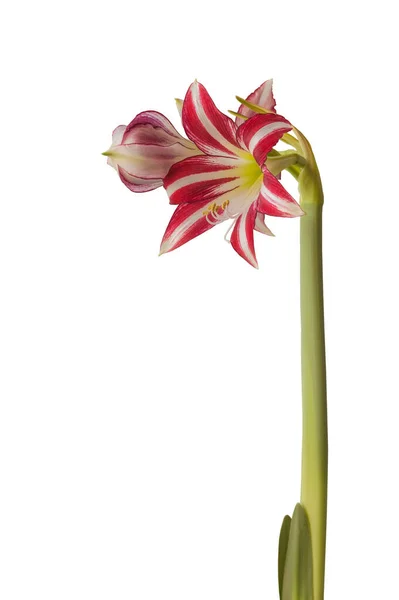 Ριγέ Λουλούδι Hippeastrum Amarillis Λευκό Και Κόκκινο Βιολετί Τρομπέτα Ομάδα — Φωτογραφία Αρχείου