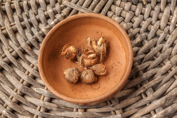 Bollen Van Ixia Een Grijze Tafel Vlakke Plaat — Stockfoto