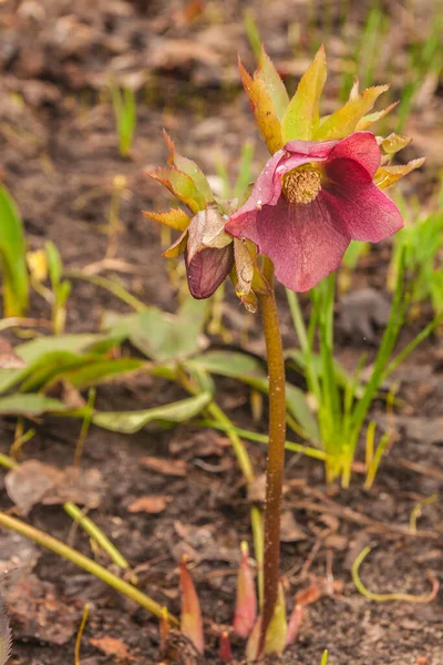 Floreciente Hellebore Oriental Fondo Las Hojas Jardín Primavera —  Fotos de Stock