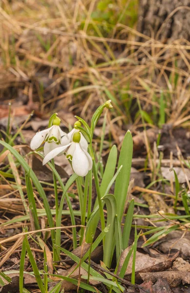 Bloom Branco Galanthus Snowdrops Dia Primavera Chuvoso Floresta — Fotografia de Stock