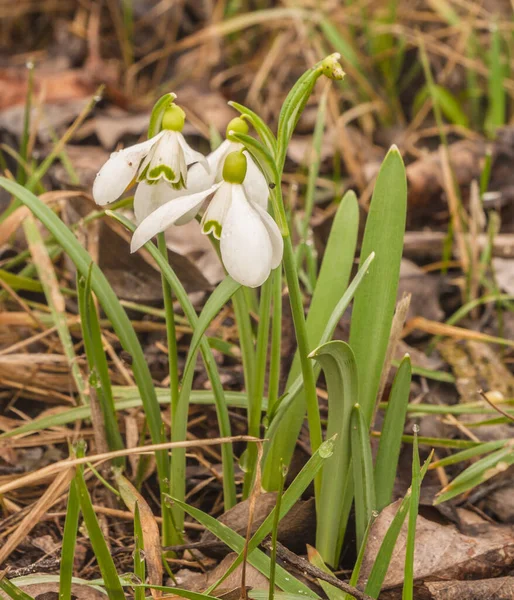 Bloom Λευκό Galanthus Χιονοπτώσεις Μια Βροχερή Ανοιξιάτικη Μέρα Στο Δάσος — Φωτογραφία Αρχείου