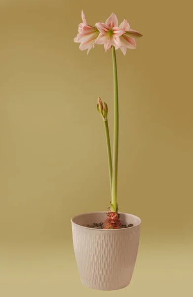 Bloeitijd Grote Bloei Midi Hippeastrum Amarillis Sprookje Een Gouden Achtergrond — Stockfoto