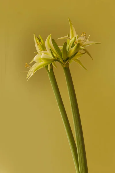 Fiore Hippeastrum Amarillis Verde Giallo Gruppo Ragno Evergreen Sfondo Oro — Foto Stock