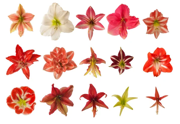 Set Red Striped Double Pink Flowers Hippeastrum Amaryllis White Background — Stock Photo, Image