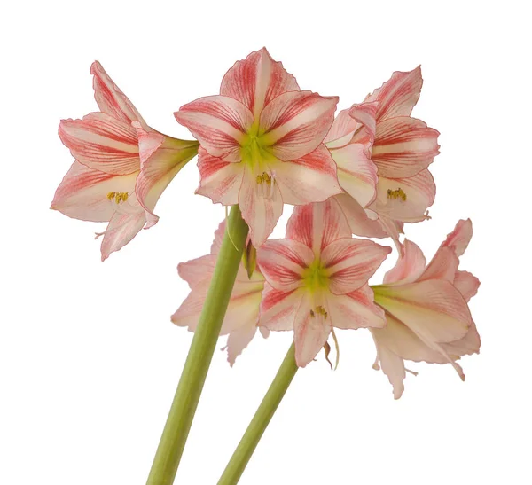 Flower Hippeastrum Amaryllis Diamond Group Fairytale White Background Isolated — Stock Photo, Image