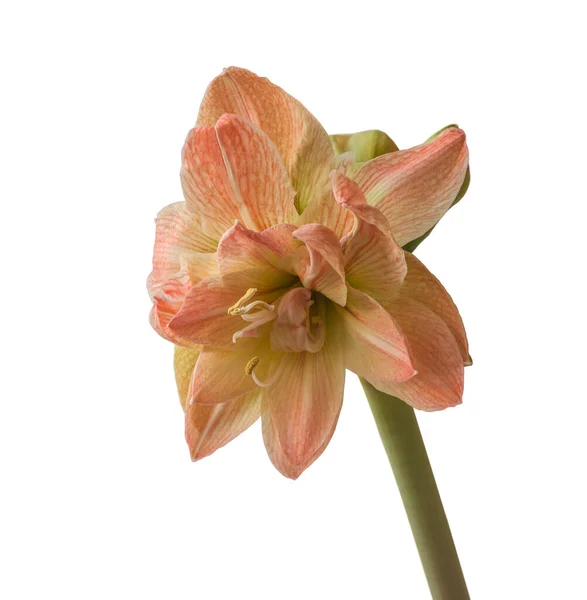 Blooming Hippeastrum Amaryllis Double Galaxy Grp Exotic Nymph White Background — Stock Photo, Image