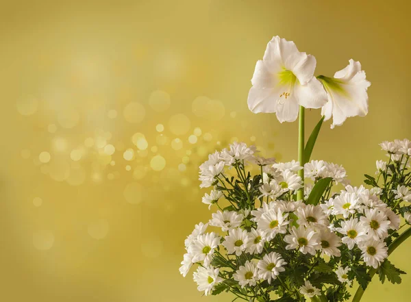 Slavnostní Zázemí Pro Gratulace Bílým Hippeastrumem Amaryllis Chryzantémem Zlatém Pozadí — Stock fotografie