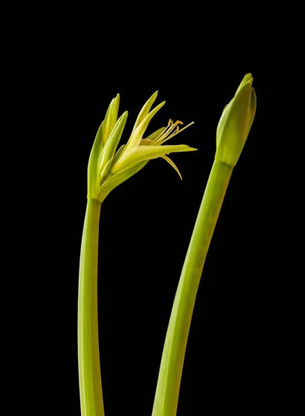 Kwiat Hippeastrum Amarillis Zielony Różowy Spider Group Evergreen Czarnym Tle — Zdjęcie stockowe