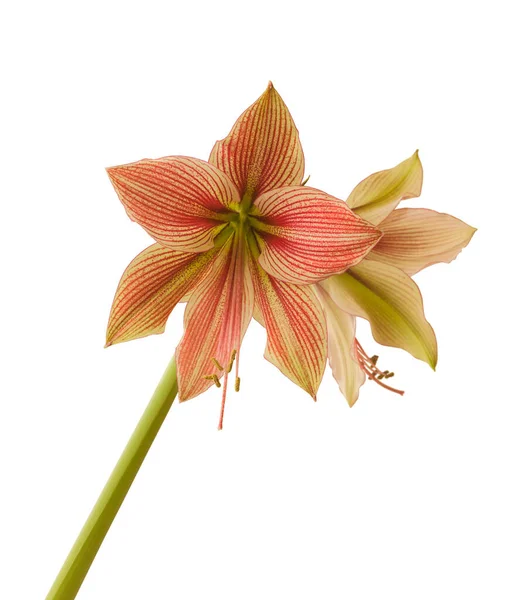 Primo Piano Del Germoglio Emergente Amaryllis Hippeastrum Butterfly Group Exotic — Foto Stock