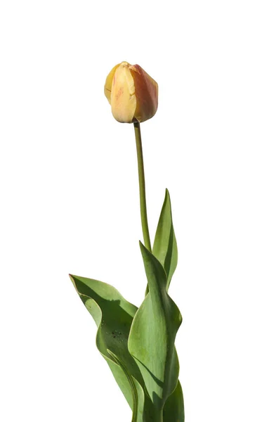 Kuning Sederhana Tulip Akhir Terinfeksi Dengan Virus Mosaik Pada Latar — Stok Foto
