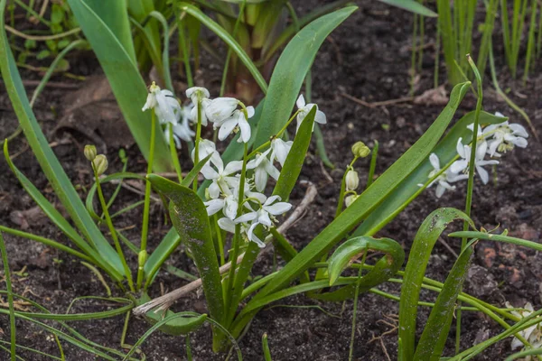 早春に スキラ ミッシェンコアナやスキュラ シベリア 白い形 を咲かせます — ストック写真
