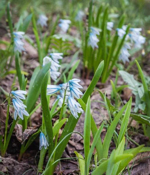 Puschkinia Puschkinia Scilloides Puschkinia Garten Von Spreeng — Stockfoto