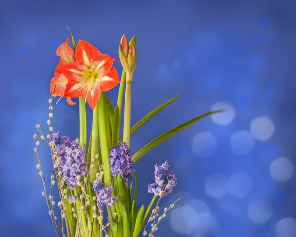 Fond Célébration Avec Amaryllis Hippeastrum Jacinthes Brins Saule Avec Place — Photo