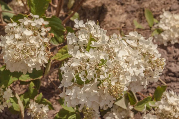 Цветущая Hydrangea Paniculata Брюссельское Кружево Заднем Плане Газона Саду — стоковое фото