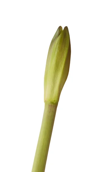 Primo Piano Del Germoglio Emergente Amaryllis Hippeastrum Minerva Fondo Bianco — Foto Stock