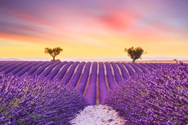 Beautiful Sunset Lavender Field Summer Landscape Valensole Provence France — стоковое фото