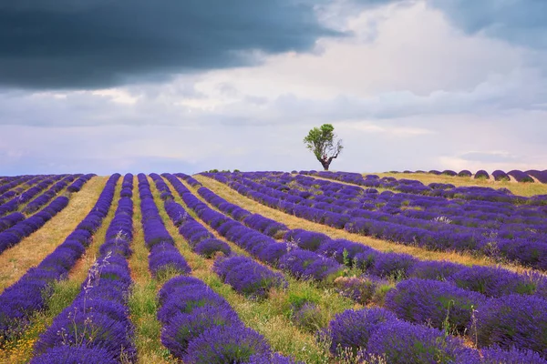 Kwitnąca Lawendowe Pola Płaskowyżu Valensole Provence Francja — Zdjęcie stockowe
