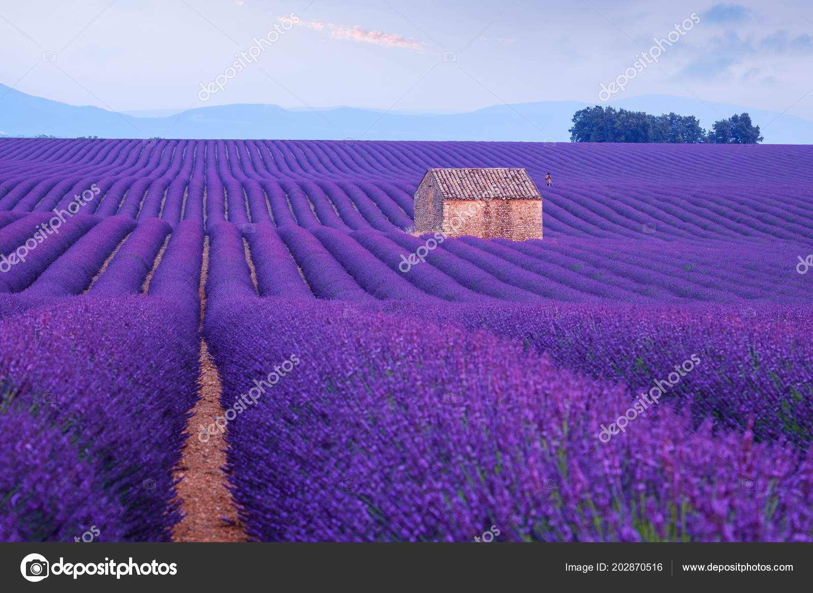 Campos Floridos Flores Lavanda Fileiras Intermináveis Perto Valensole  Provence França — Foto © kavita #202870516, image size:1600x1167