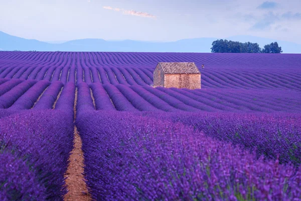 Lavendel Bloeiende Bloembollenvelden Eindeloze Rijen Buurt Van Valensole Provence Frankrijk — Stockfoto