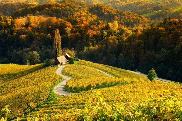 Wijngaarden met een herfst in Spicnik, Slovenië — Stockfoto