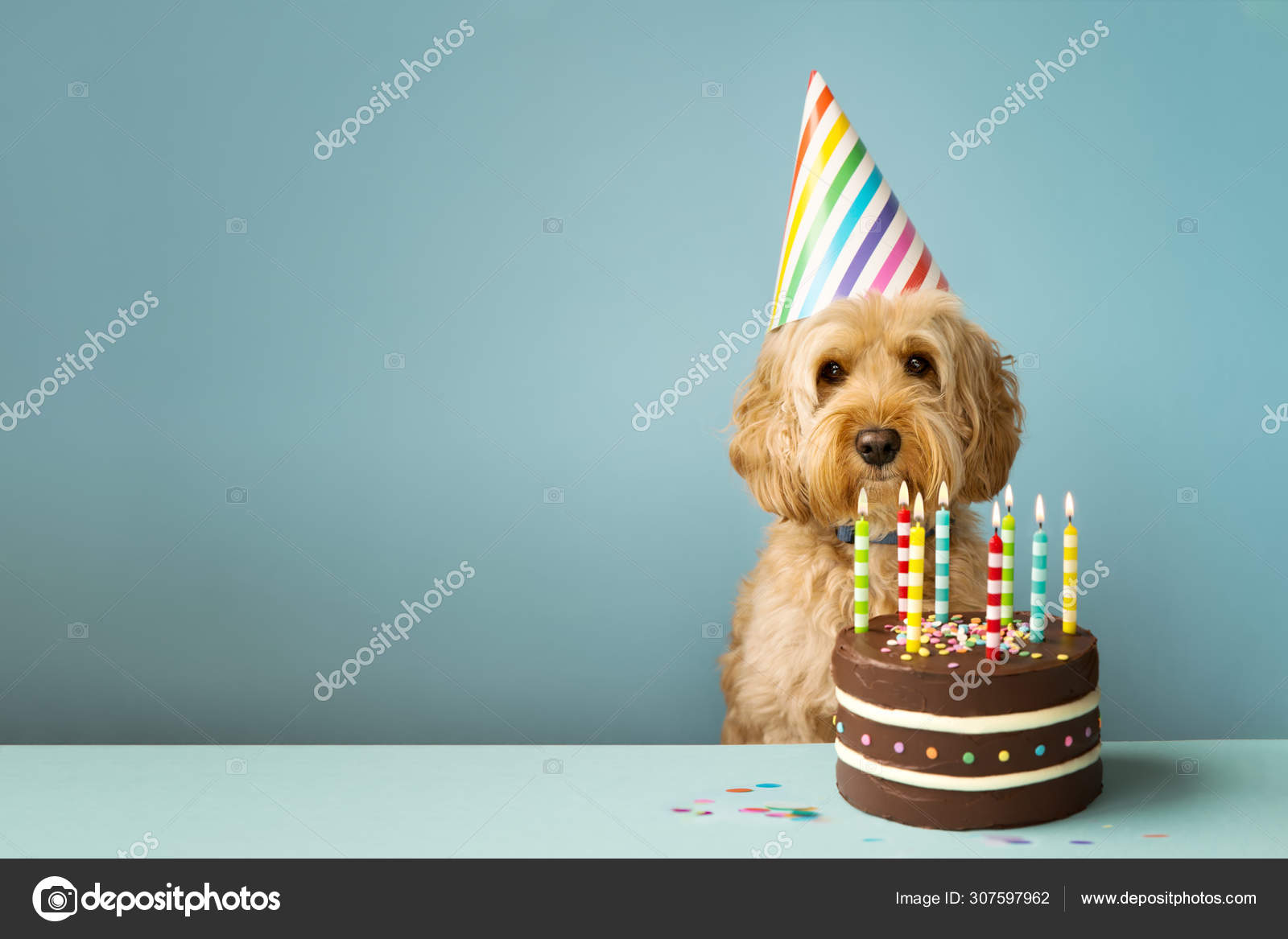 Uitgelezene Verjaardag honden Stockfoto's, Rechtenvrije Verjaardag honden XT-01