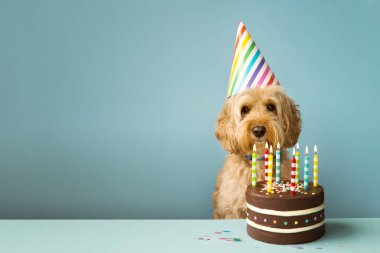 doğum günü pastası ile köpek
