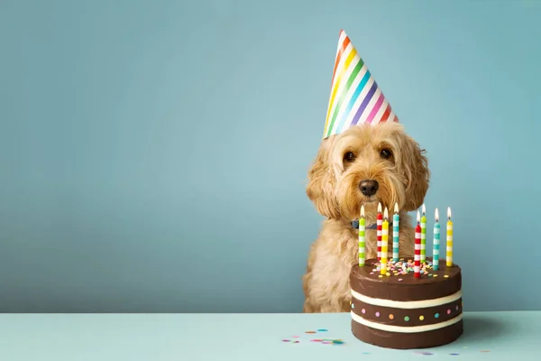 Hund med födelsedagstårta — Stockfoto