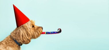 Kırmızı şapkalı şirin köpek kutlaması ve mavi arka planda patlama ve yan yana kopyalama alanı
