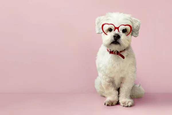 Small Cute White Dog Wearing Heart Shaped Glasses Valentines — Stock Photo, Image